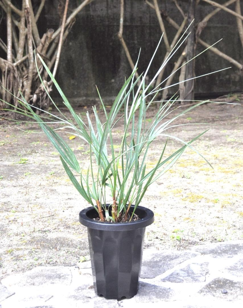 チャメロプス セリフェラ ７号80cm