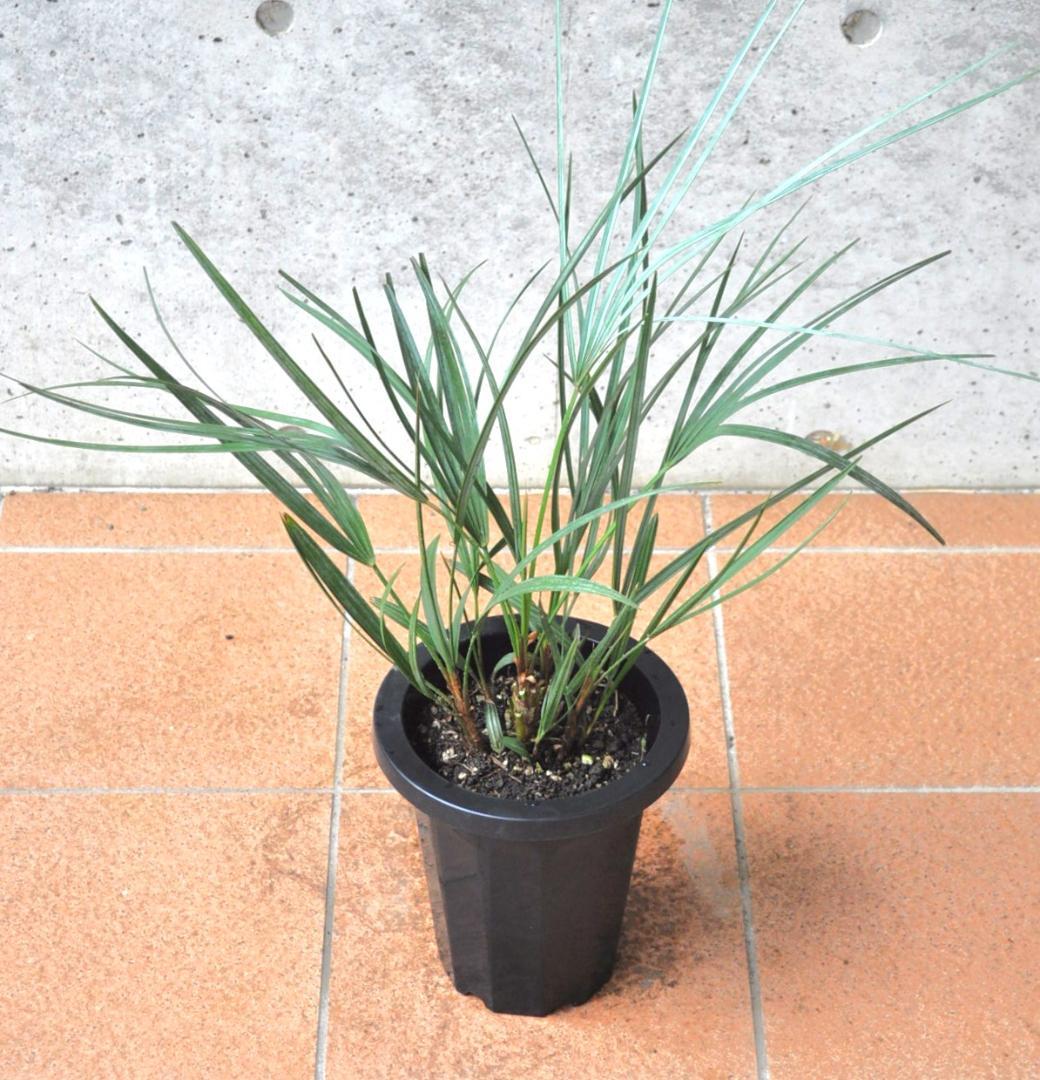 チャメロプス セリフェラ ７号80cm