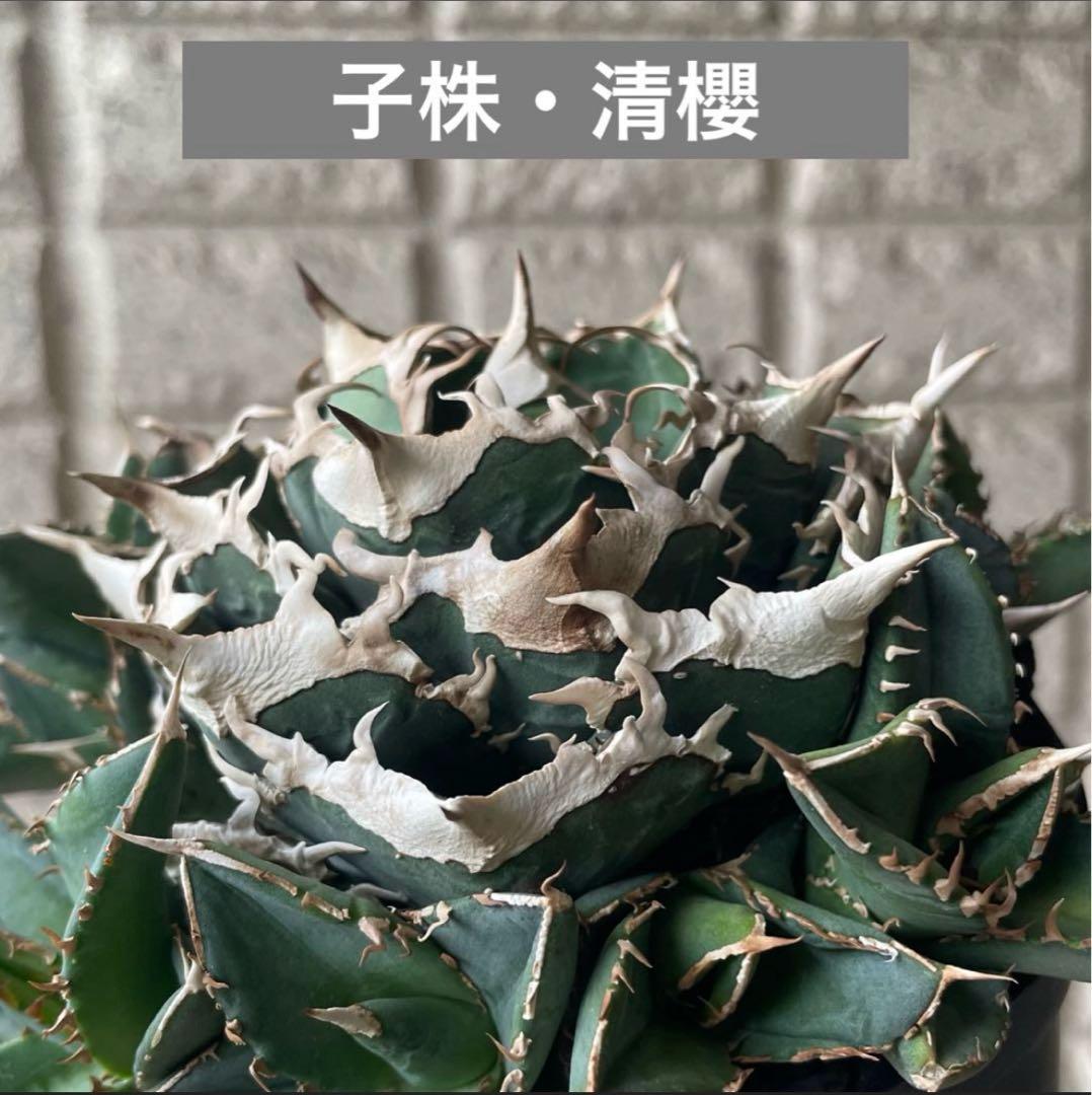 【清櫻】 Lize血統、OC直子、発根済み子株⑦