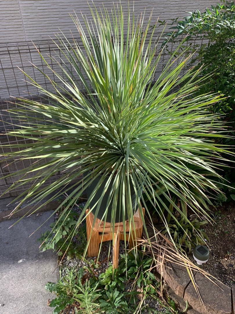 【希少-値引き】大株ユッカ　ロストラータ　トリプルヘッド