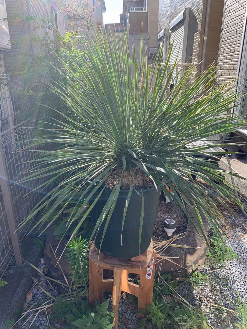 【希少-値引き】大株ユッカ　ロストラータ　トリプルヘッド