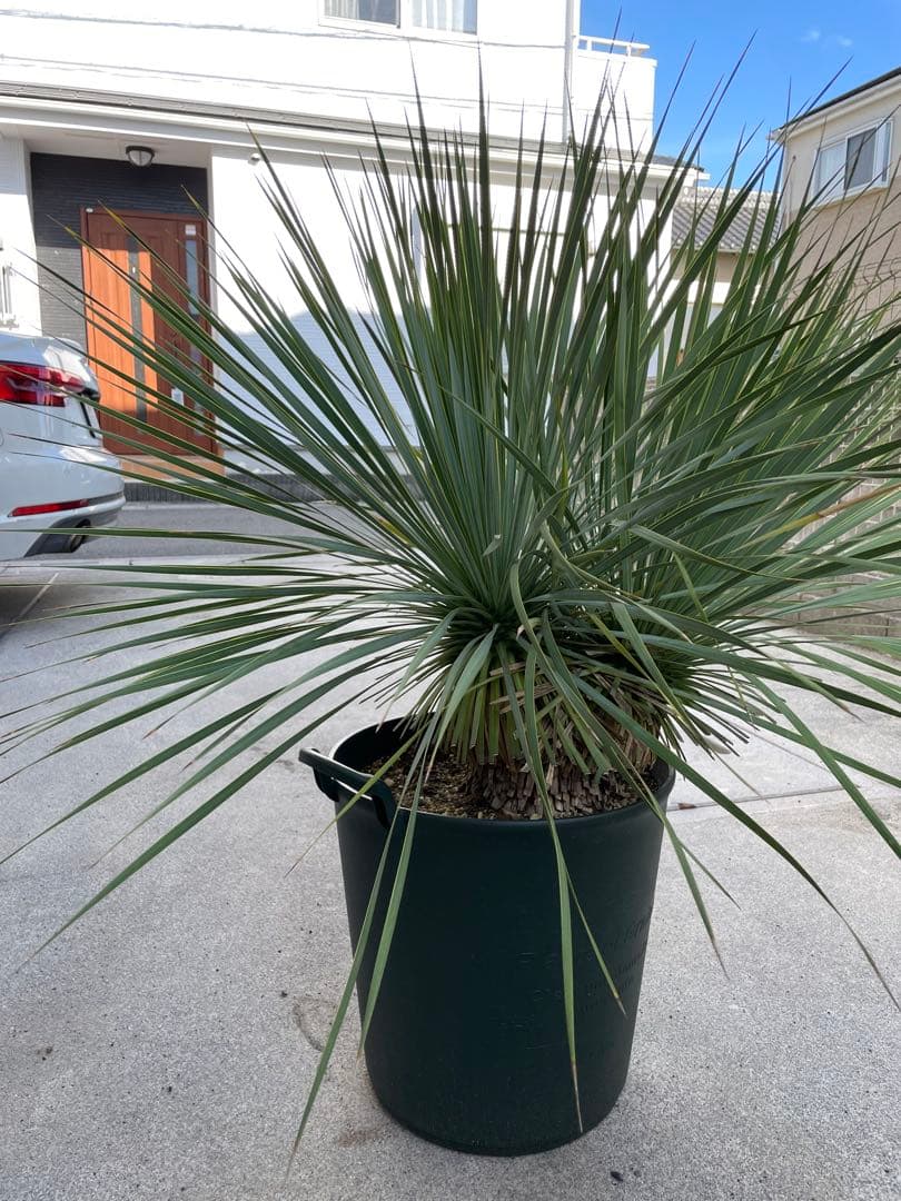 【希少-値引き】大株ユッカ　ロストラータ　トリプルヘッド