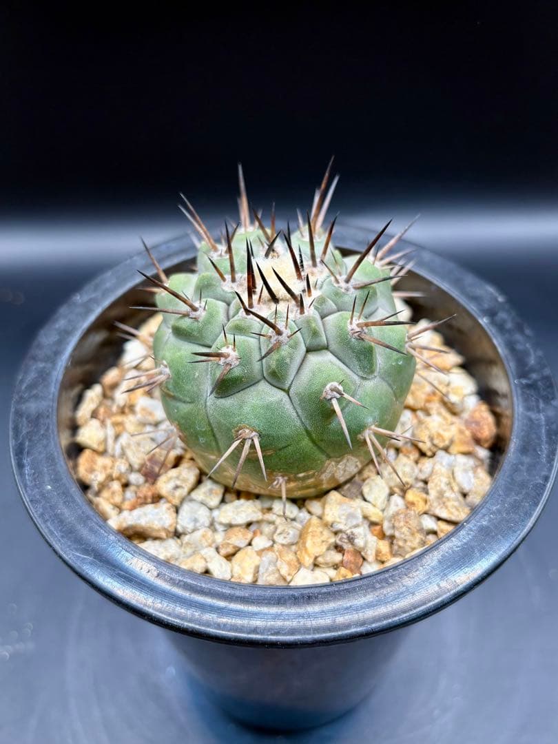 黒王丸 袖ヶ浦接 コピアポア Copiapoa