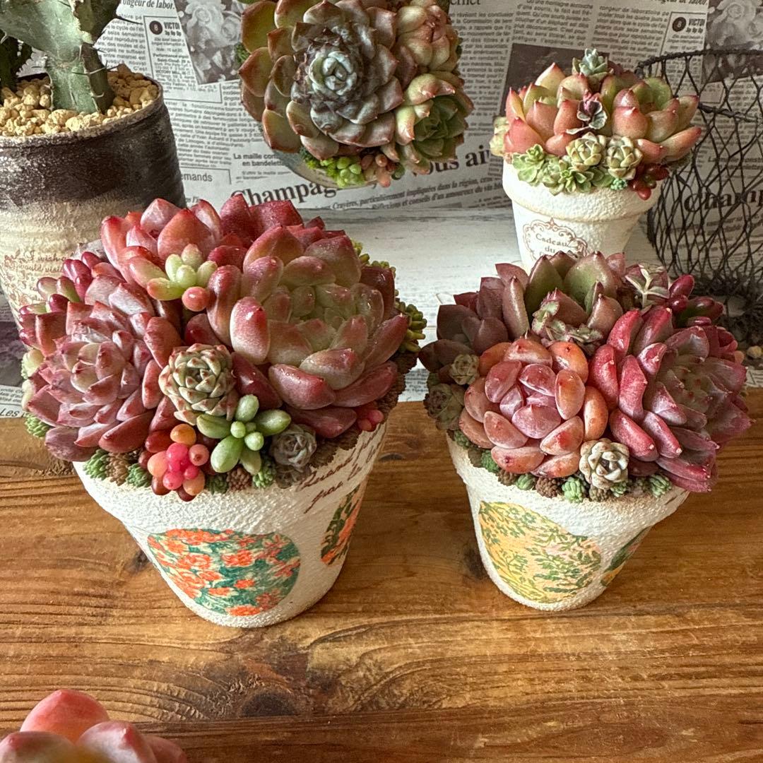❤︎レトロ柄リメイク鉢❤︎ そのまま飾れる多肉植物寄せ植え　リメ鉢ちまリメ缶花苗