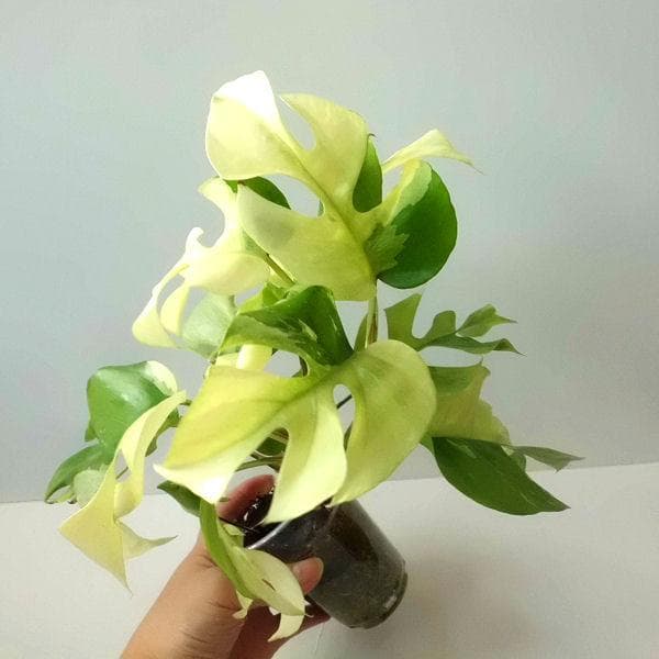 ラフィドフォラ テトラスペルマ パラゴン　トップカット　斑入り 発根済み