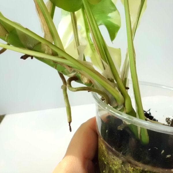 ラフィドフォラ テトラスペルマ パラゴン　トップカット　斑入り 発根済み