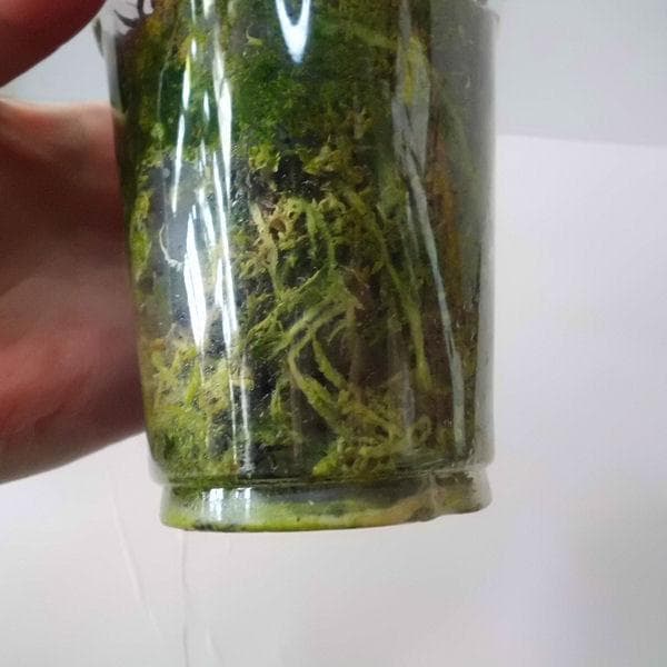 ラフィドフォラ テトラスペルマ パラゴン　トップカット　斑入り 発根済み