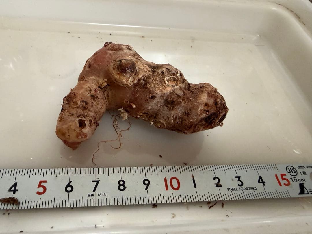 [B品] ③ Arisaema lihengianum Baise