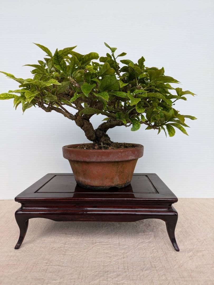 ブーゲンビリア 盆栽