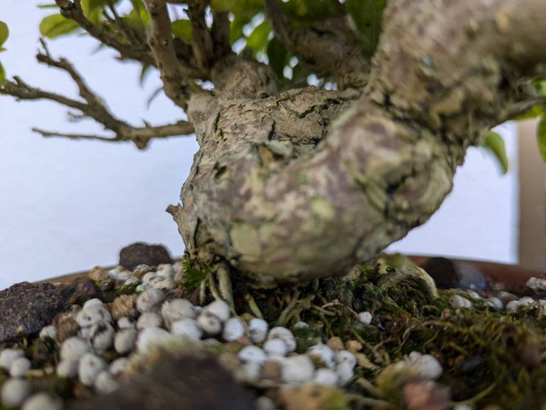 ブーゲンビリア 盆栽