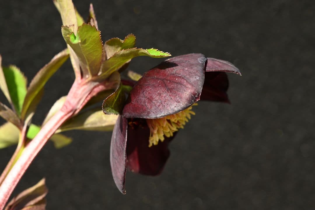 クリスマスローズ　1級品 認定sdキラメキ✩チョコレート　赤軸　赤蕊　加藤農園
