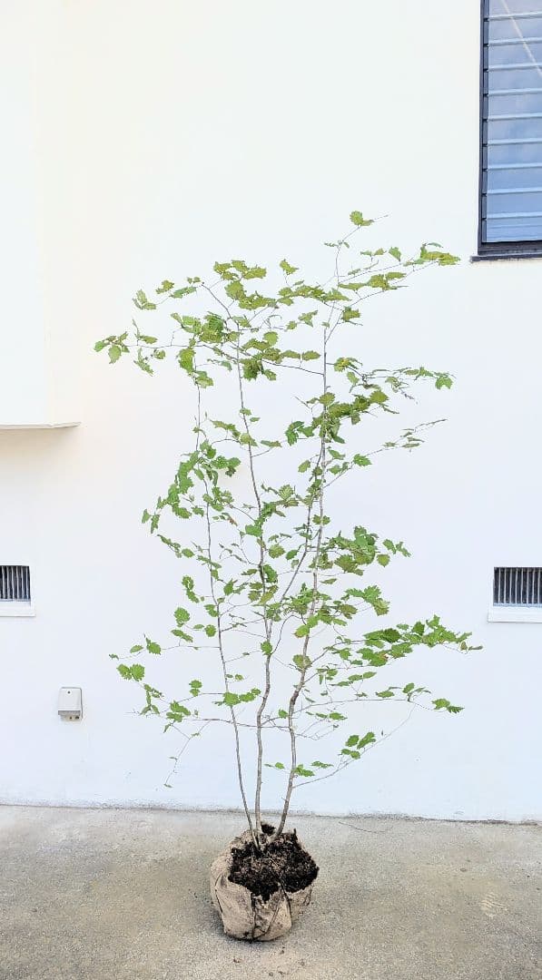 Kayoさま。山採りアズキナシ。