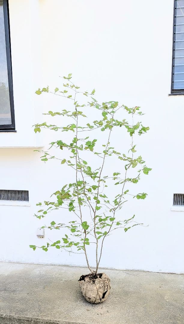 Kayoさま。山採りアズキナシ。