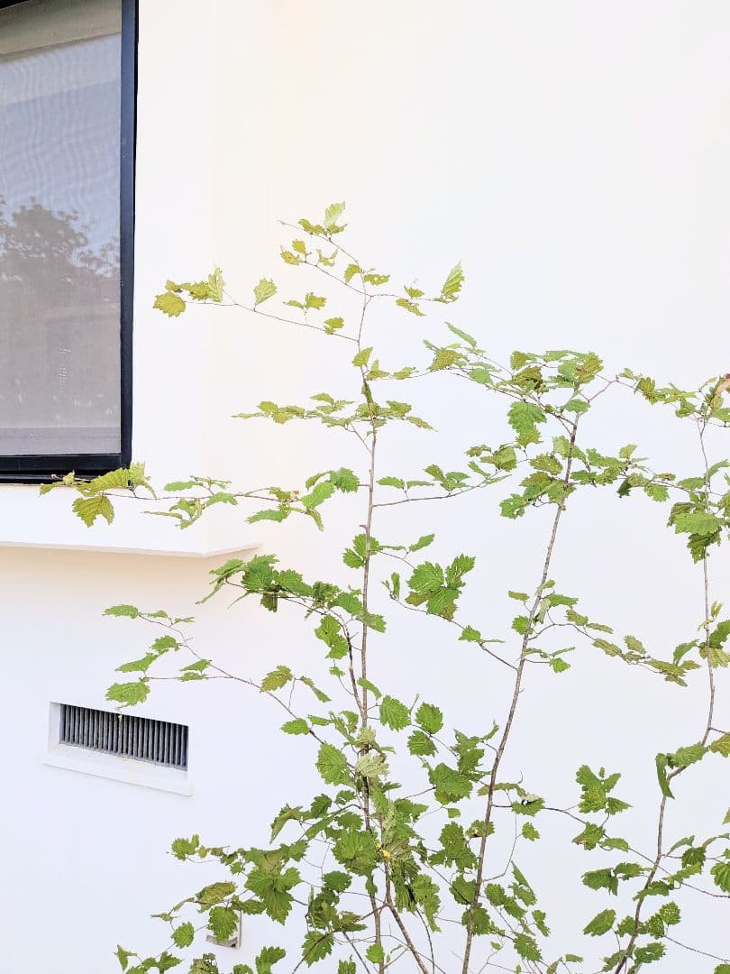 Kayoさま。山採りアズキナシ。