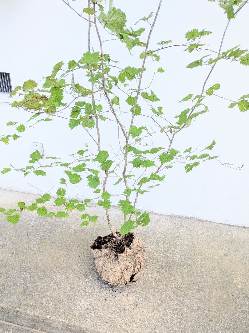 Kayoさま。山採りアズキナシ。