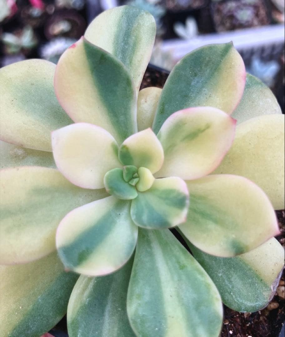 摘芯株　ノーブルレッド錦　、キュービックフロスティ錦　覆輪、ロンギシマ錦　他