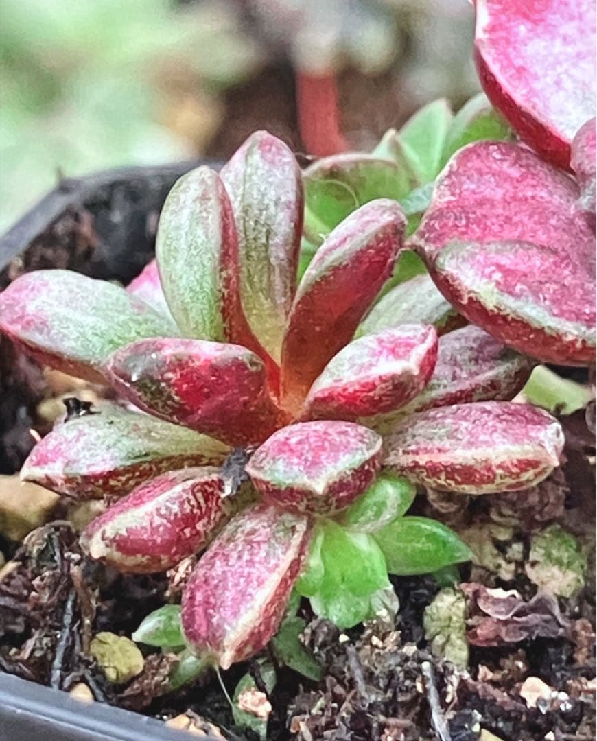 摘芯株　ノーブルレッド錦　、キュービックフロスティ錦　覆輪、ロンギシマ錦　他