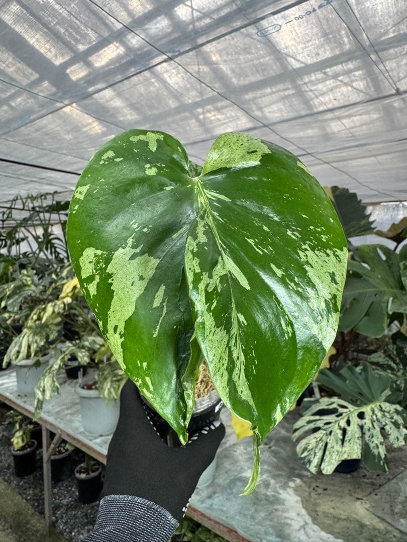 A9 モンステラ　デリシオーサ　ベトシオーサ　癖あり　異変っぽい葉っぱ