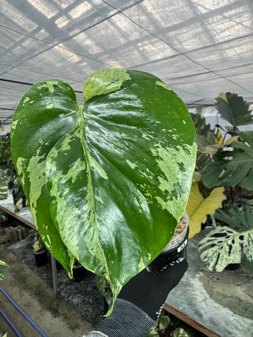 A9 モンステラ　デリシオーサ　ベトシオーサ　癖あり　異変っぽい葉っぱ