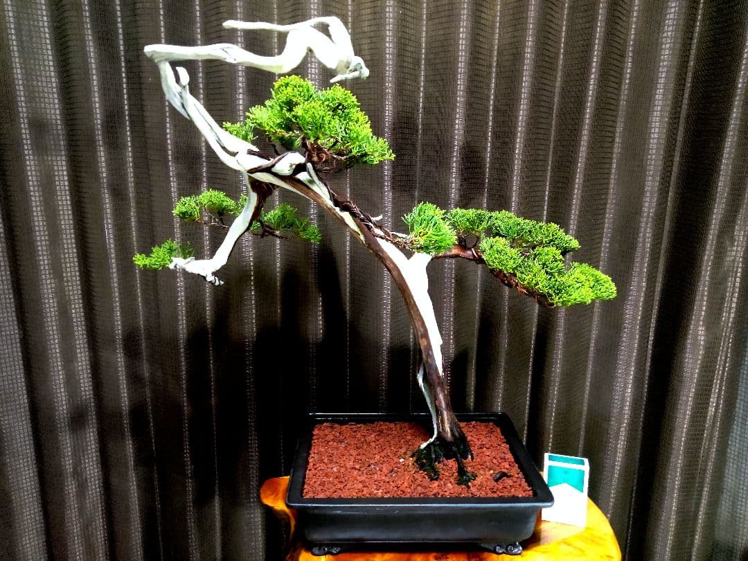 【中品 　糸魚川真柏盆栽】 ⭕明星山採取 樹齢100年超❗