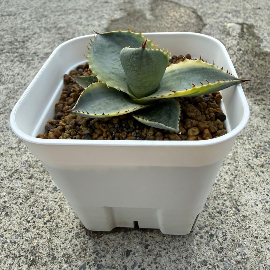 agave 'Illusion'② TC【※活着済み】耐寒性抜群 厳選US輸入株