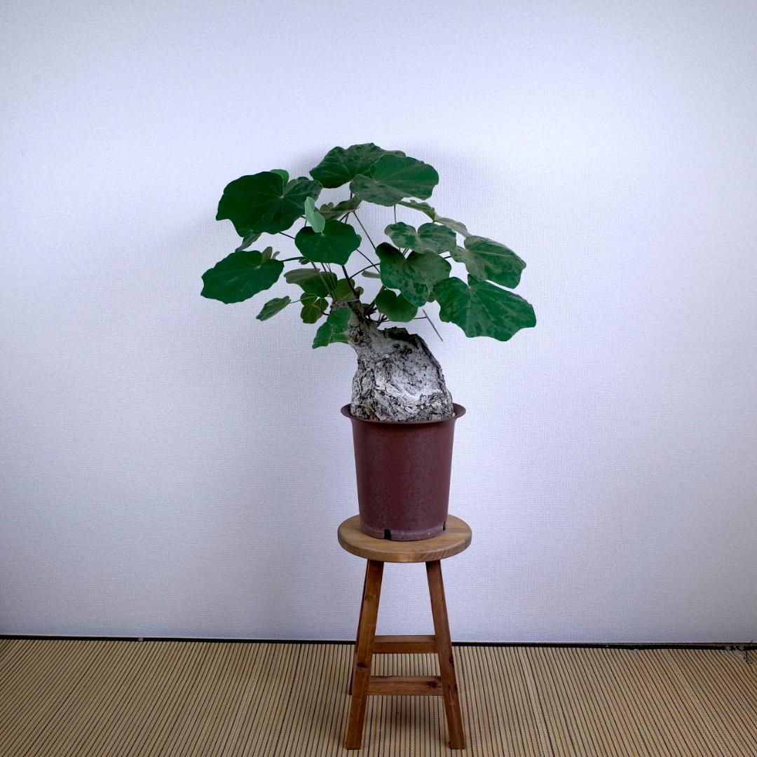 フィルミアナ・フルゲンス　Firmiana fulgens　塊根植物コーデックス