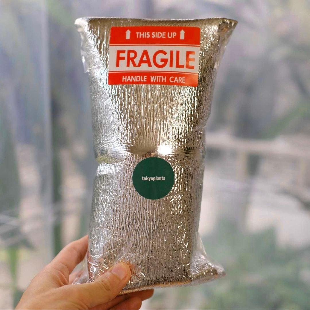 【正規タグ】Anthurium 'Michelle'│アンスリウム・ミシェル④