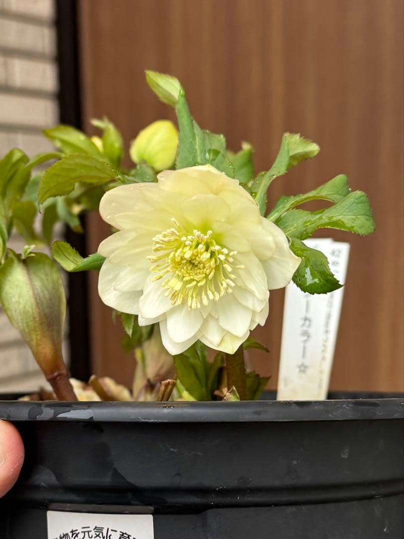 クリスマスローズ　グロッシーカラーDD