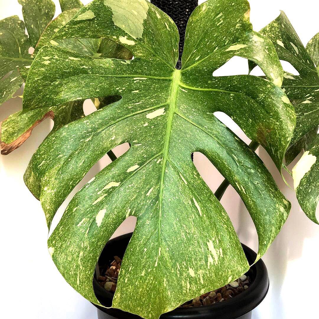 希少大株　斑入りモンステラ　デリシオーサ　グリーンスノー　9号鉢植え発送　葉5枚