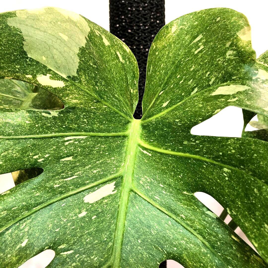 希少大株　斑入りモンステラ　デリシオーサ　グリーンスノー　9号鉢植え発送　葉5枚