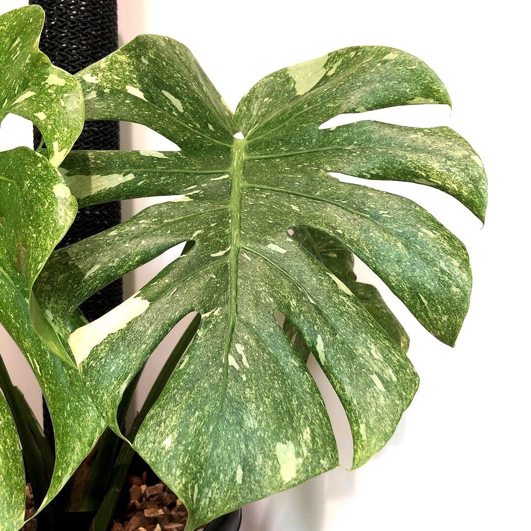 希少大株　斑入りモンステラ　デリシオーサ　グリーンスノー　9号鉢植え発送　葉5枚