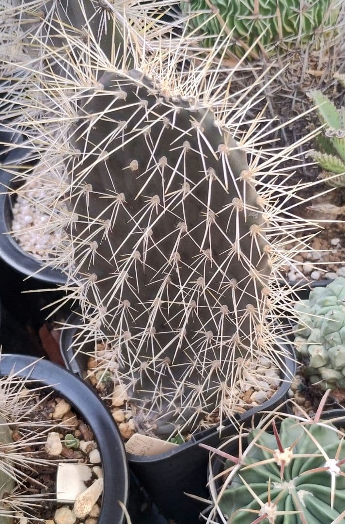 ガラパゴス団扇　黒肌強刺opuntia galapageiaガラパゲイア