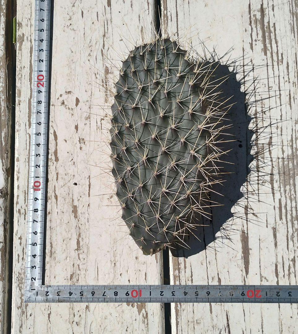 ガラパゴス団扇　黒肌強刺opuntia galapageiaガラパゲイア