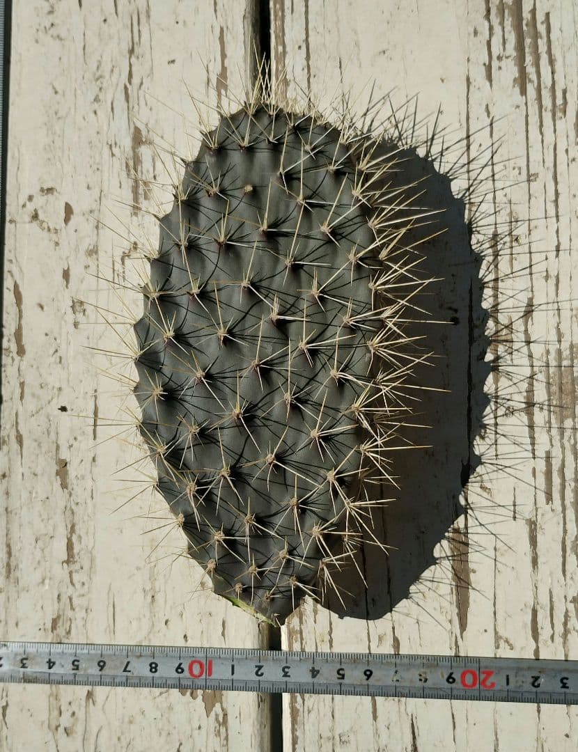 ガラパゴス団扇　黒肌強刺opuntia galapageiaガラパゲイア