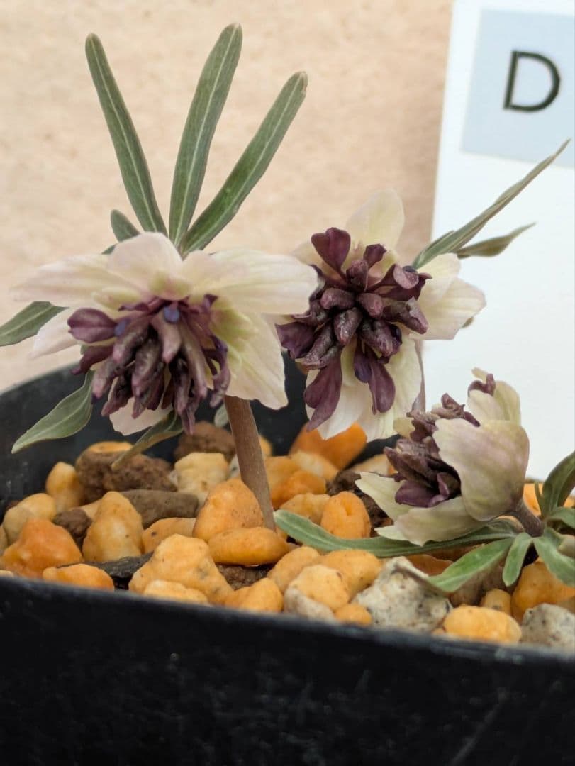 D.セツブンソウ　八重咲き　3花