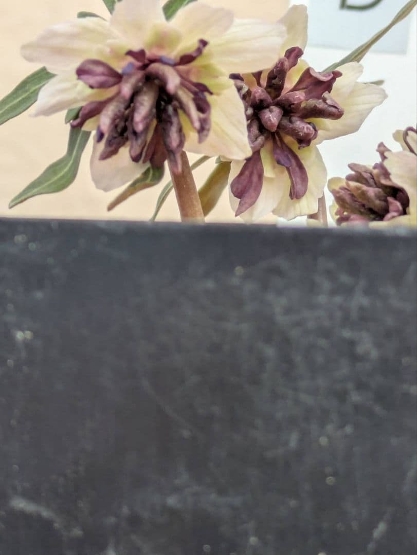 D.セツブンソウ　八重咲き　3花