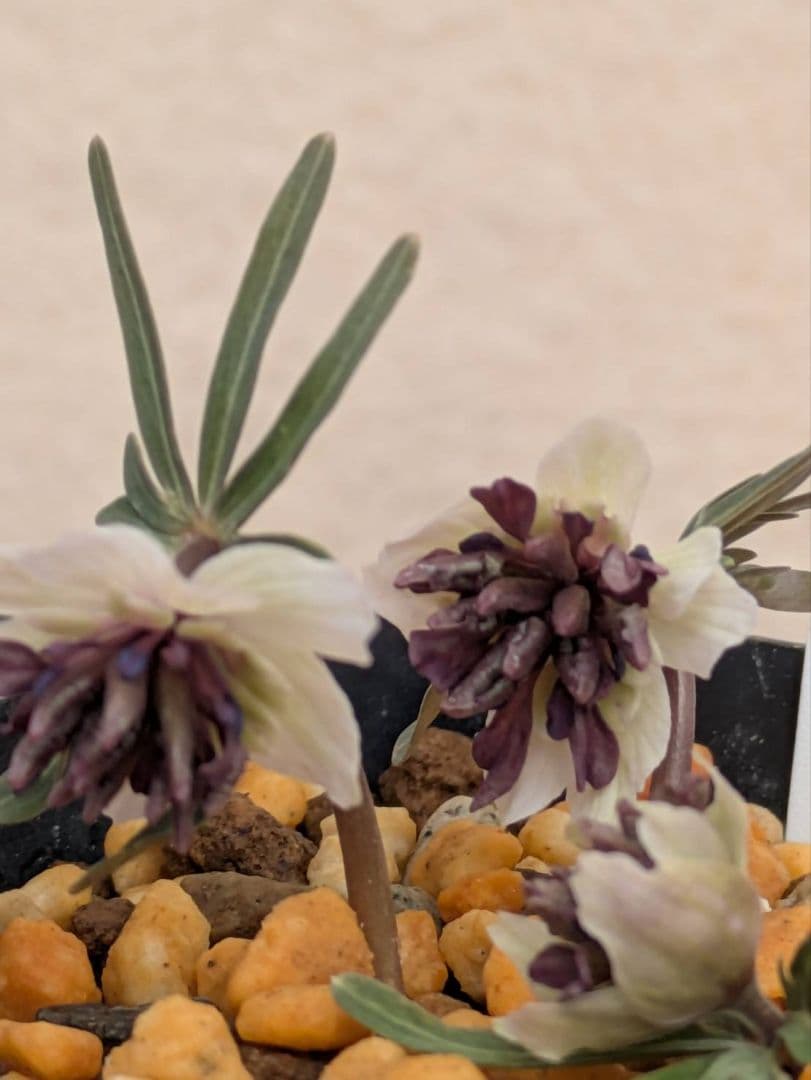 D.セツブンソウ　八重咲き　3花