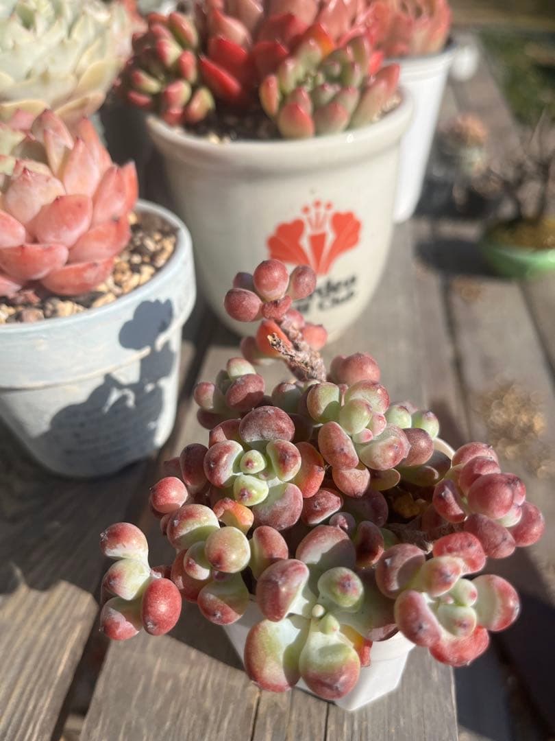 多肉☆コミックトム・10本・カット苗・セダム