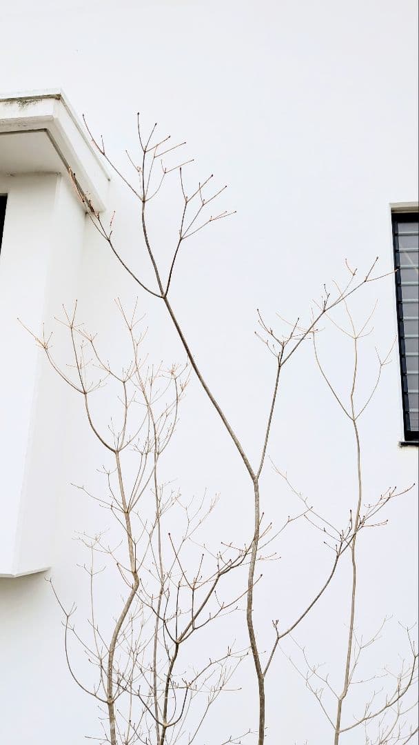 新春特価。山採りドウダンツツジ。