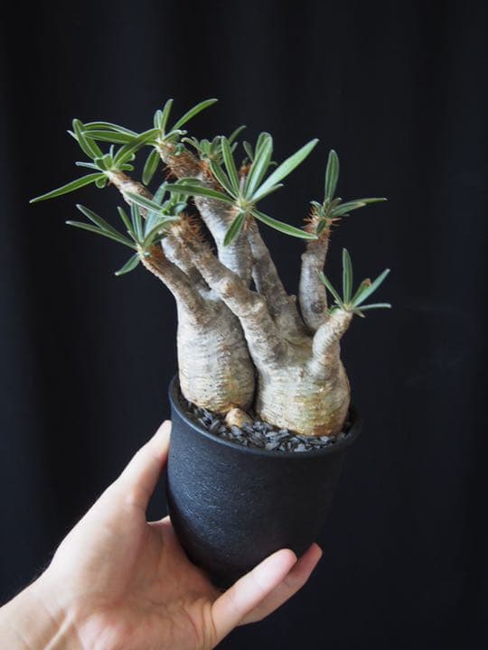 2頭グラキリス　発根済み