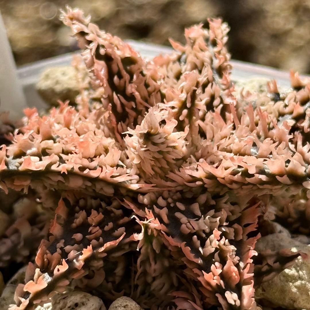 アロエ　ハイブリッド　aloe hybrid S1013-1 子株2〜3ヶ生え