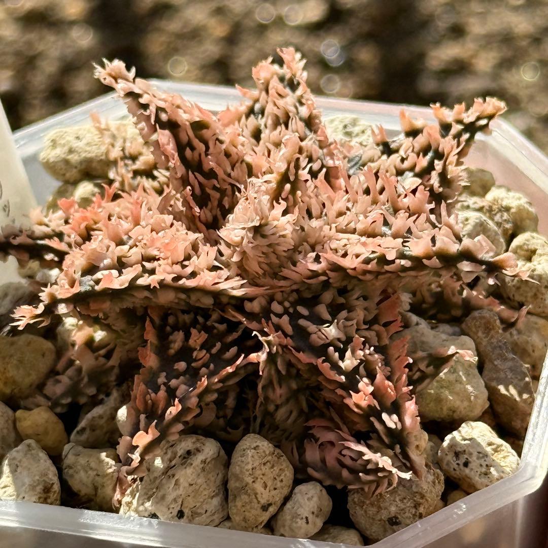 アロエ　ハイブリッド　aloe hybrid S1013-1 子株2〜3ヶ生え