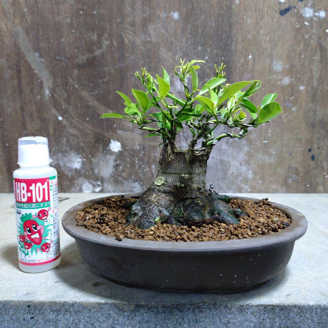 シークワーサー