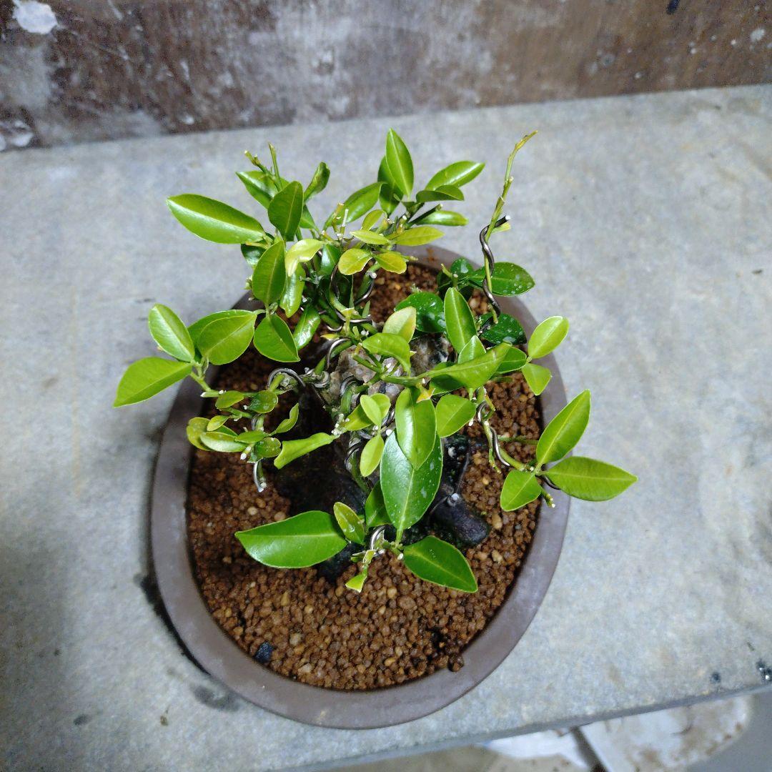 シークワーサー