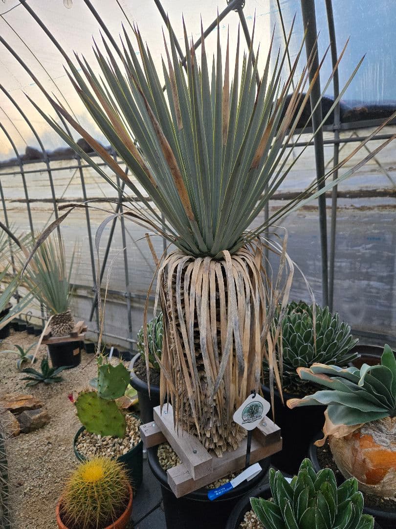 マルデヌベスverロスト９　発根済み株