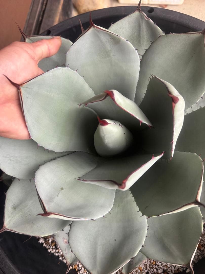 アガベ Agave parryi ssp. truncata 257