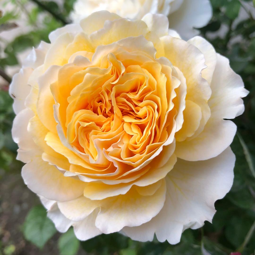 ❁☆美晴☆❁