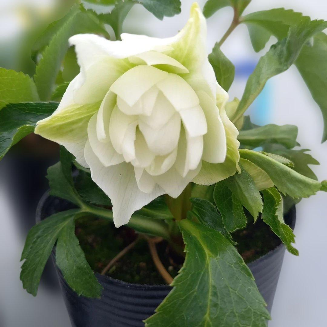 専用、お買い得♪クリスマスローズ3個セット、苗、開花株