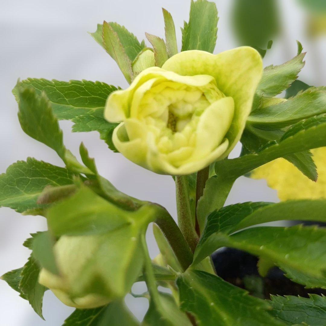 専用、お買い得♪クリスマスローズ3個セット、苗、開花株