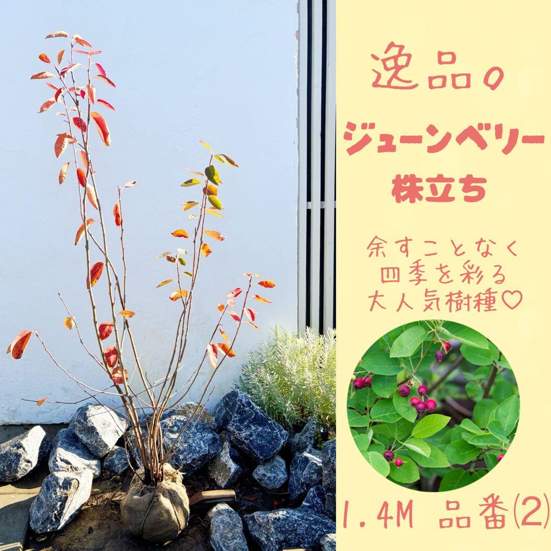 逸品 ジューンベリー株立ち1.4M(鉢底から)品番⑵